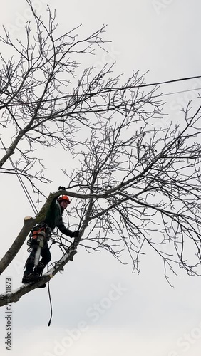 A professional arborist cuts a tree branch with a chainsaw in winter. A man on insurance with a helmet, cuffs. Vertical photo