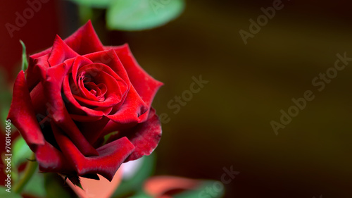 Close-up of the petals of a natural rose  representing the concept of love  Valentine s Day  and elegance. Copyspace.......
