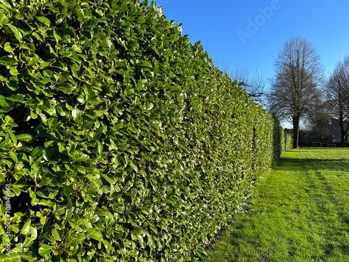 Принти на полотні Green hedge Cherry Laurel