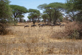 Wildebeest - Tarangire, Serengeti, Ngorongoro