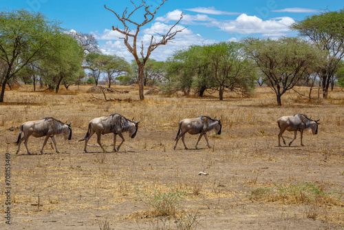 Wildebeest - Tarangire, Serengeti, Ngorongoro © Wade Kehler