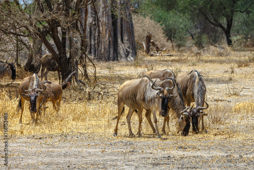 Wildebeest - Tarangire  Serengeti  Ngorongoro