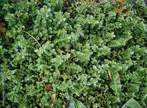 Background from the field weed purslane. Garden plant. Close-up photo.