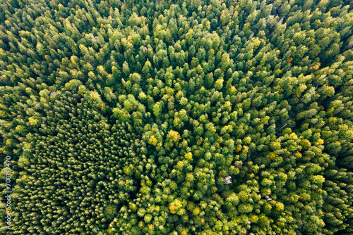 Aerial view of green pine forest with dark spruce trees. Nothern woodland scenery from above © bilanol