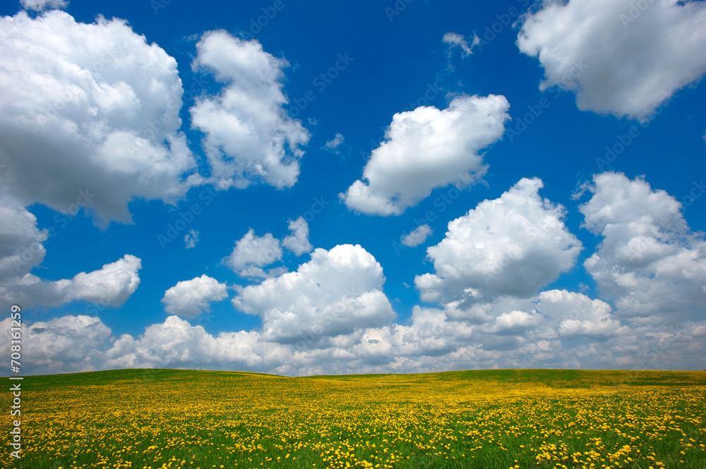 flowery meadow with Dandelion (Taraxacum Officinale) and blue sky with white cumulus humilis fair weather clouds near Wolfratshausen, Bavaria, Germany, Europe flowery meadow with Dandelion (Taraxacum Officinale) and blue sky with white cumulus humilis fair weather clouds near Wolfratshausen, Bavaria, Germany, Europe