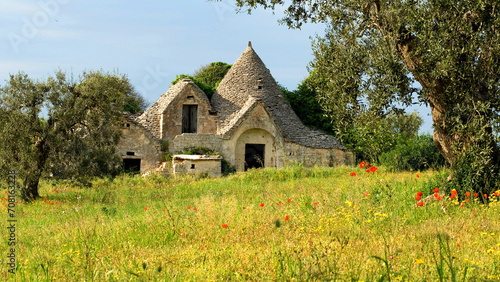 one abandoned Trullo House in dry meadow, Olive Trees, near town of Alberobello, Apulia, Italy, Europe , Trulli