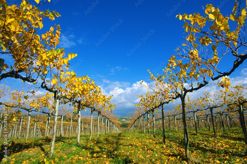 Naklejka premium closeup of grapevines in autumn, fall, with yellow, ornage leaves, near San Gimignano in Chianti region, Tuscany, Italy