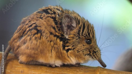 Close up of an Elephant shrew mouse resting and moving his nose.	 photo