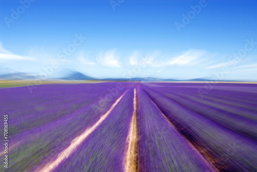 Field of Common or True Lavender (Lavandula angustifolia) field, Zoom Effect, blurred, motion blur,  near Valensole , Département des Alpes-de-Haute-Provence, France