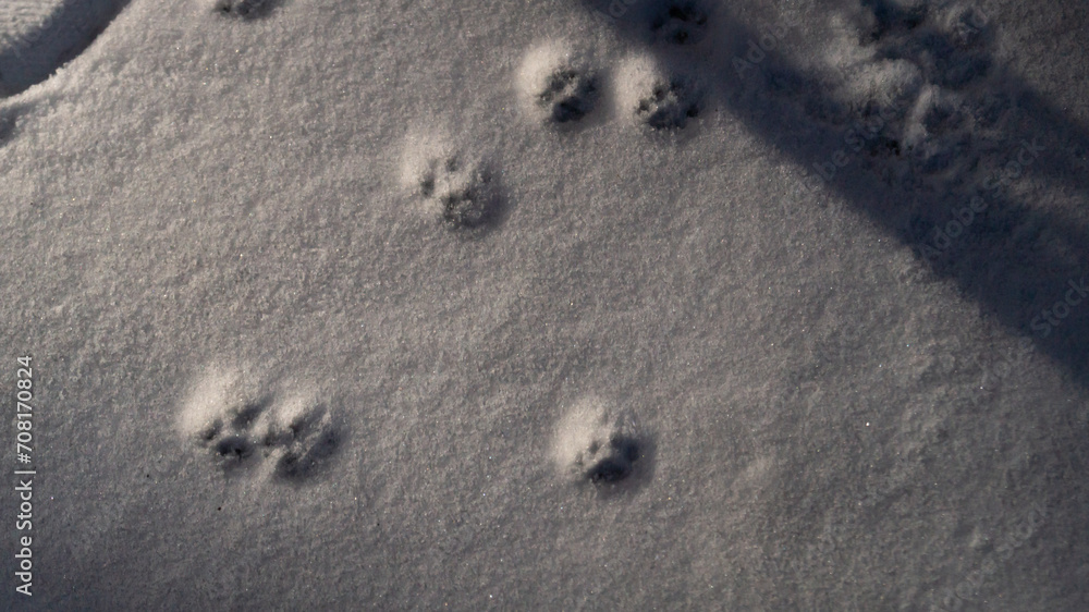 Animal tracks in the snow. The animal left a trail in the snow. Cat footprints Animal tracks in the snow. The animal left a trail in the snow. Cat footprints
