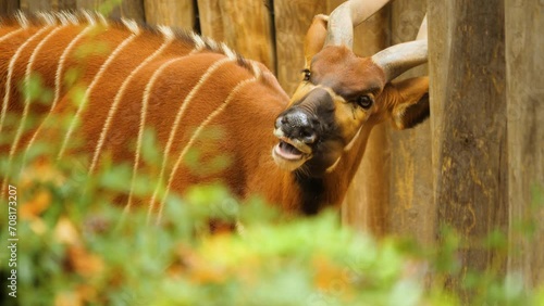 Close view of a bongo antelope chewing and looking around. photo