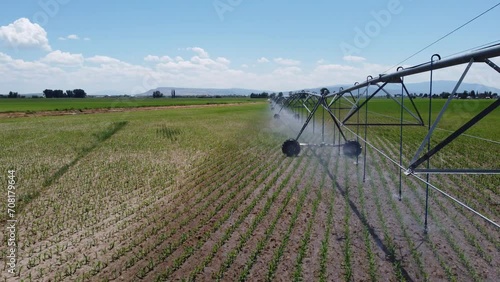 An industrial sprinkler system sprays water on rows of corn growing on a farm in Idaho. 