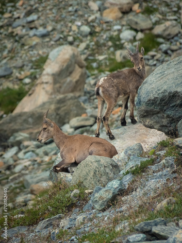 Little wild ibex cub in the Italian Alps © Stefano Zaccaria