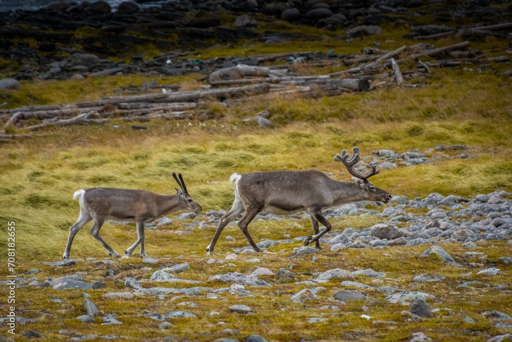 Couple of wild reindeer in the tundra of Knivskjellodden, Norway Couple of wild reindeer in the tundra of Knivskjellodden, Norway