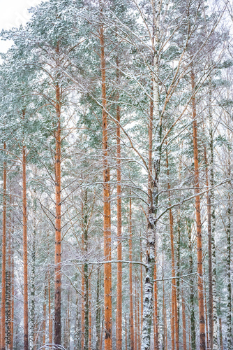 Beautiful snowy forest, winter landscape in Finland