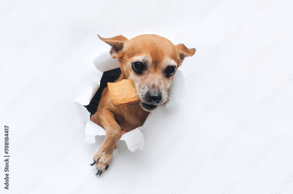 Funny brown small dog toy terrier with a paw reaches for food and holds a large cookie in his teeth. Bulky muzzle. Torn hole in white paper. The concept of hunger and theft of food. Copy space. Funny brown small dog toy terrier with a paw reaches for food and holds a large cookie in his teeth. Bulky muzzle. Torn hole in white paper. The concept of hunger and theft of food. Copy space.