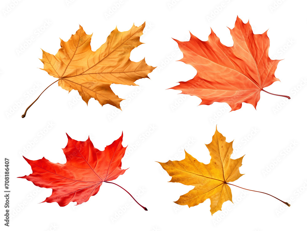 Fototapeta premium Autumn Leaf Set Isolated on Transparent Background 