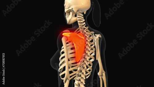 Medical animation of the scapula bone pain photo