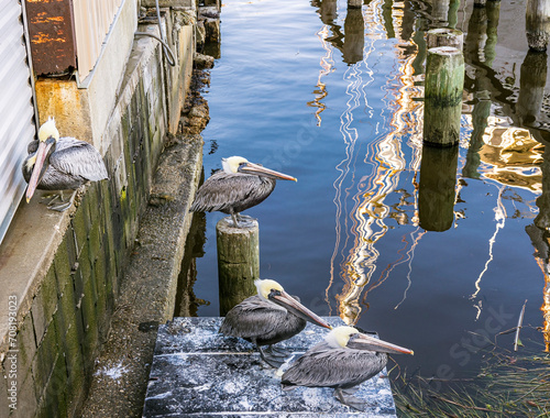 Four gray pelicans resting at a pier with the wavy reflection of a mast.