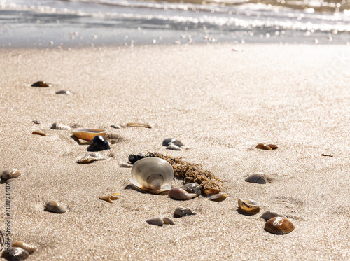 Shells scattered on a beach with waves in the background. © Margaret Burlingham