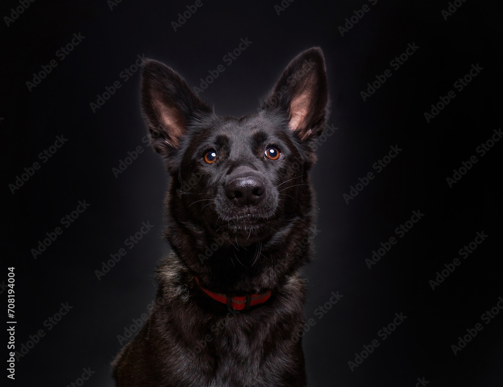 studio shot of a cute dog on an isolated background studio shot of a cute dog on an isolated background