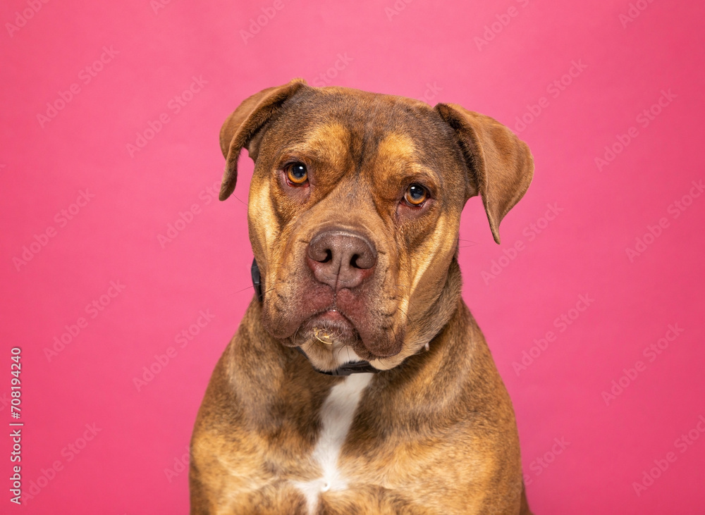 Fototapeta premium studio shot of a cute dog on an isolated background
