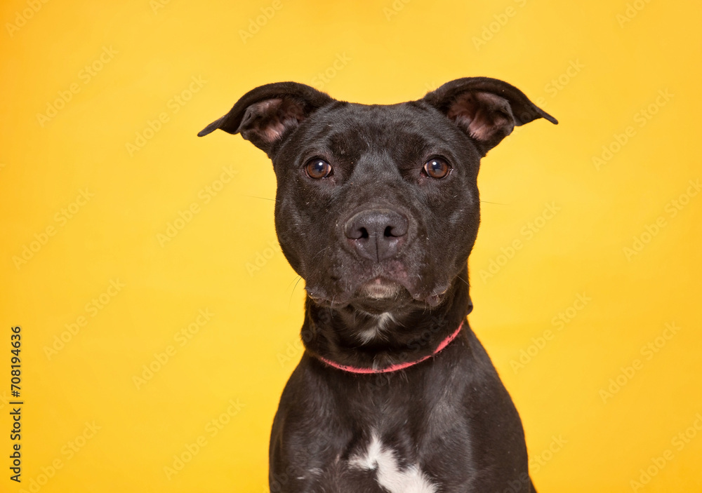 studio shot of a cute dog on an isolated background
