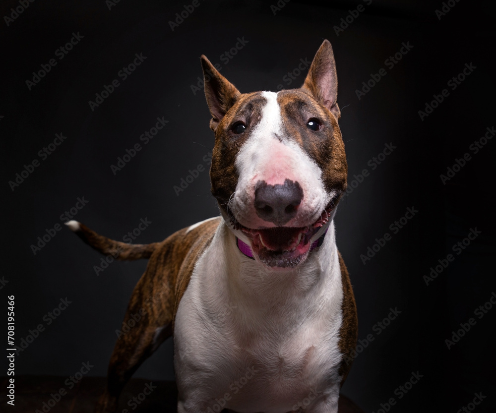 studio shot of a cute dog on an isolated background studio shot of a cute dog on an isolated background
