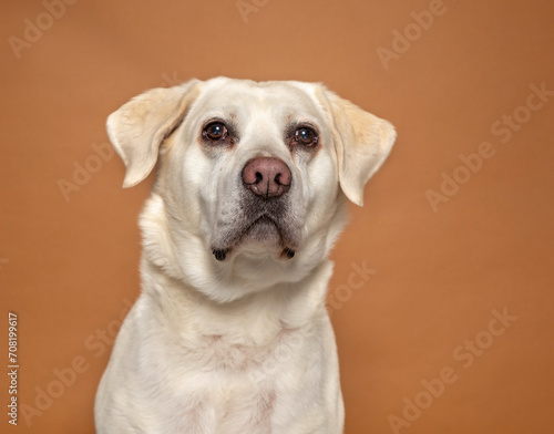 studio shot of a cute dog on an isolated background