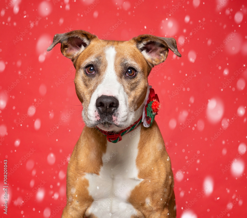 studio shot of a cute dog on an isolated Christmas background