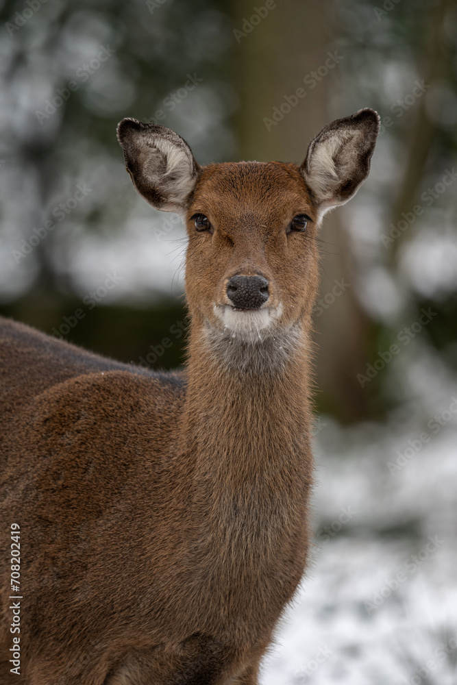 Female Sika vietnamese outdoors in winter. Female Sika vietnamese outdoors in winter.
