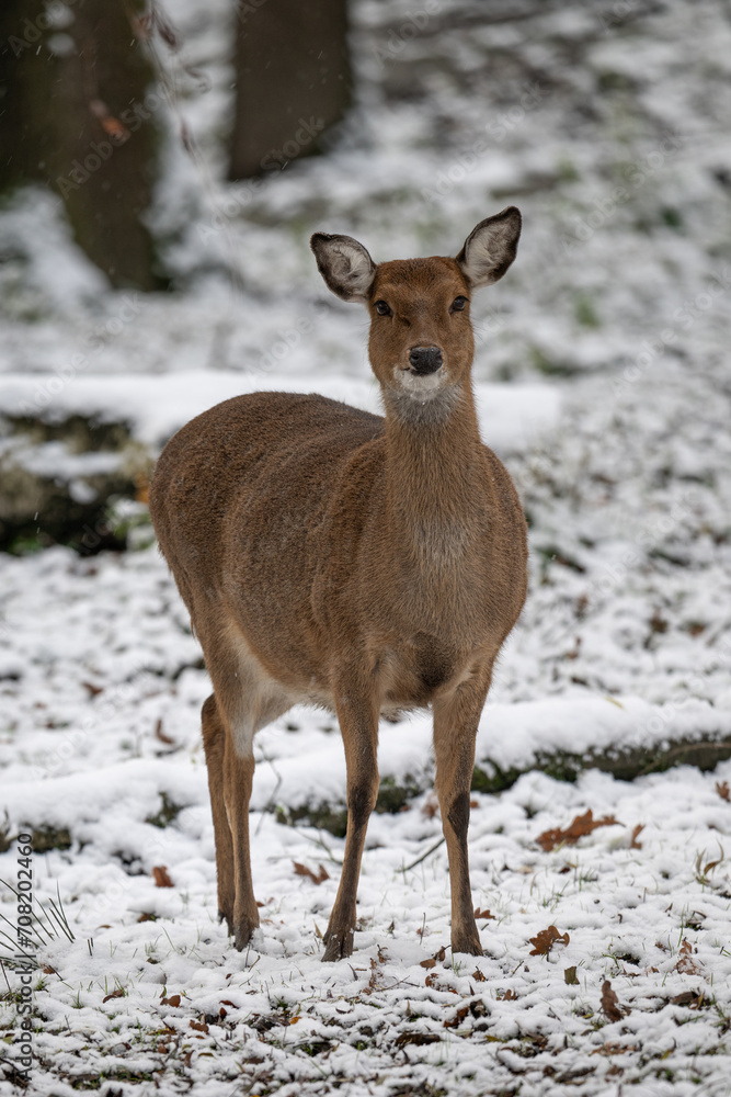 Female Sika vietnamese outdoors in winter. Female Sika vietnamese outdoors in winter.