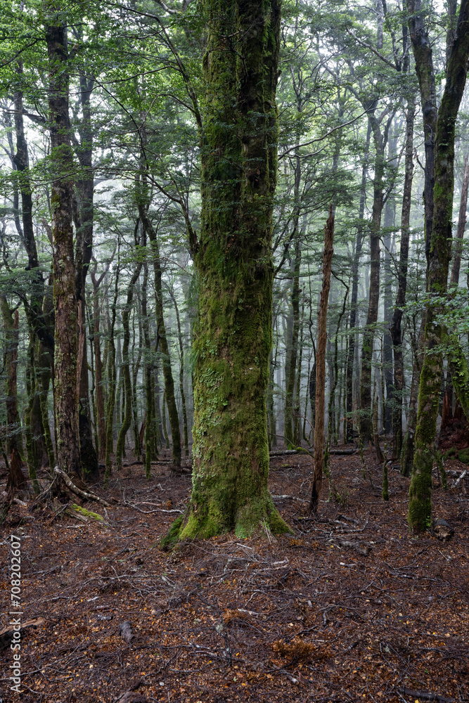 Fototapeta premium Vertical forest background with trees