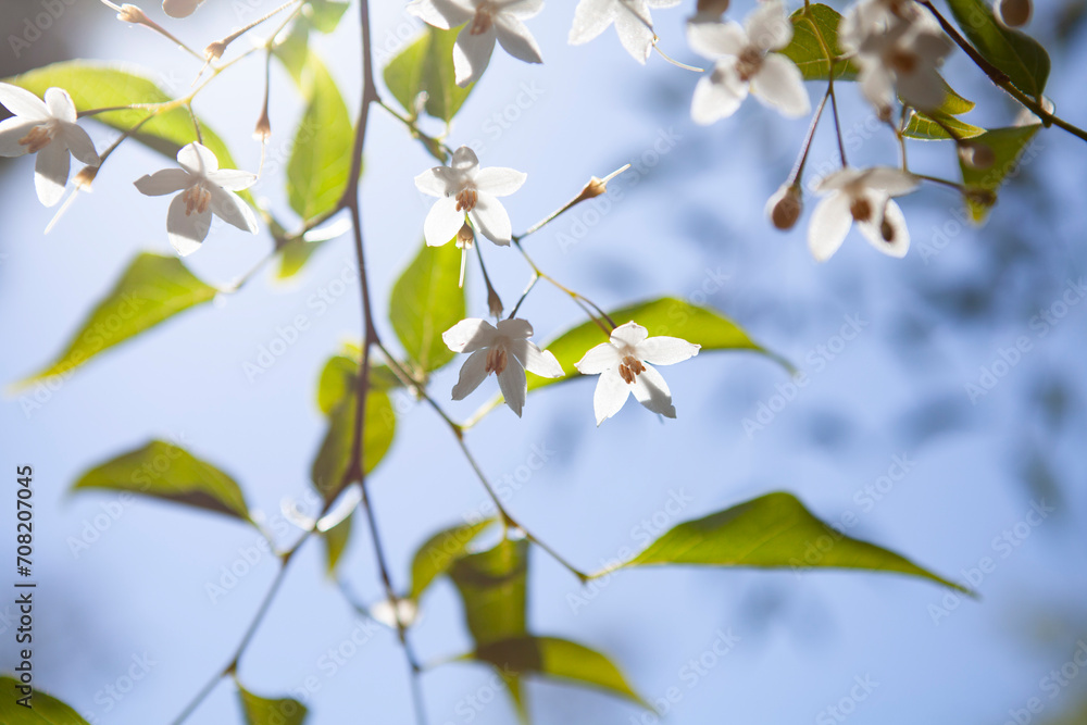 Obraz premium Backlit white cherry blossom flowers, background