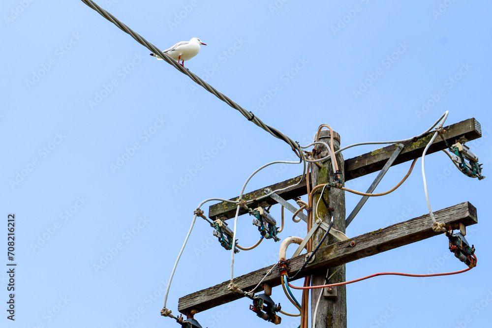 seagull on electricity line against blue sky seagull on electricity line against blue sky