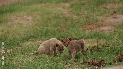 Young lion cubs playing together