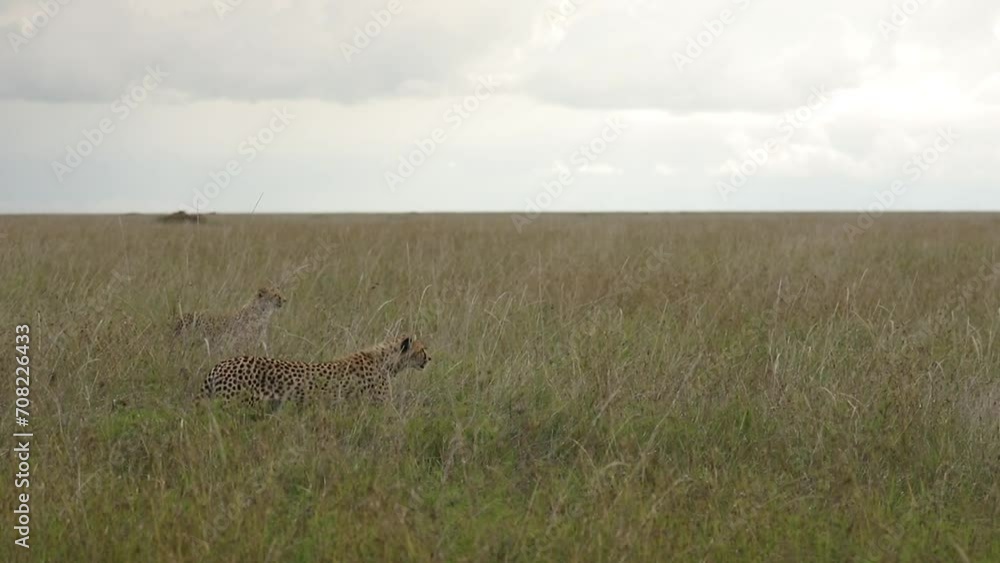 Two young cheetah running across the savannah Two young cheetah running across the savannah
