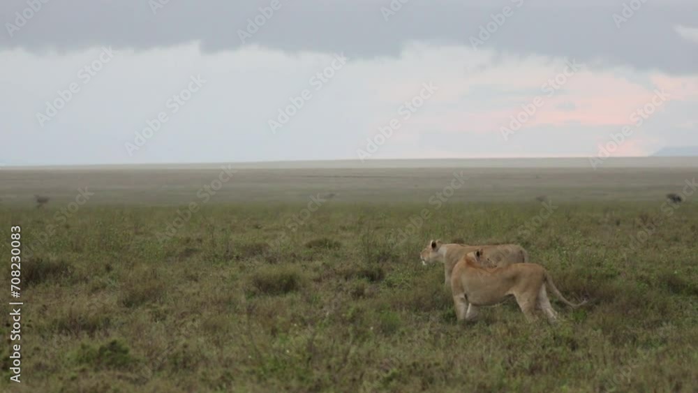 A pride of lions territory calling on the savannah