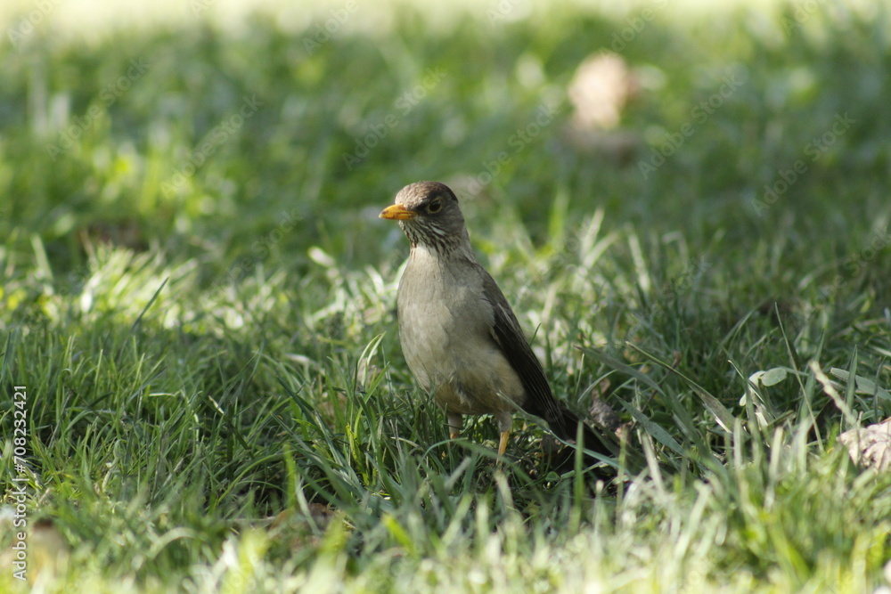 Obraz premium Zorzal