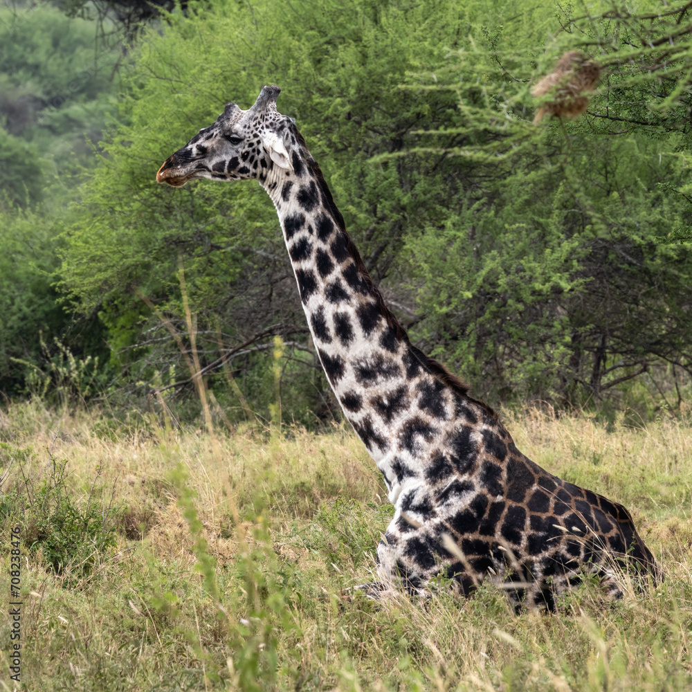 Fototapeta premium giraffe in the wild, giraffe in the savannah, giraffe walking in the grass