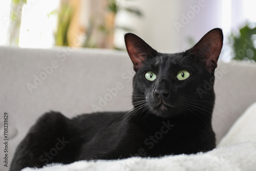 Adorable black cat with green eyes at home. Lovely pet