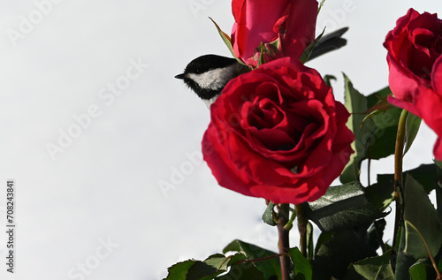 chickadee on a red rose