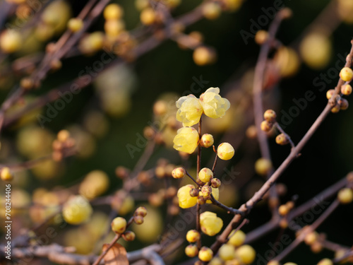 Macro of the flower of Chimonanthus, wintersweet, genus of flowering plants in the family Calycanthacea, yellow flowers blooming in winter and early spring. photo