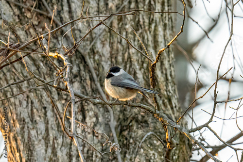 Chickadee