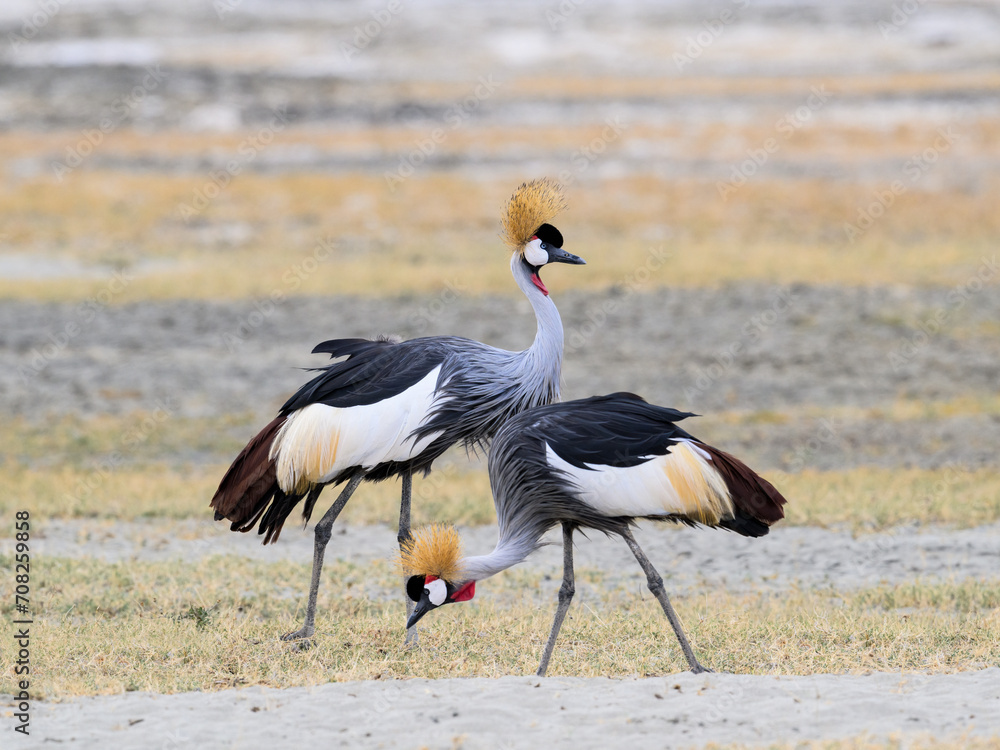 Fototapeta premium Two Gray Crowned-Cranes foraging in Ngorongoro crater