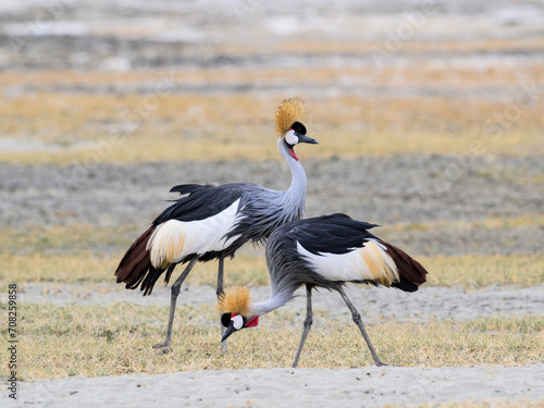 Two Gray Crowned-Cranes foraging in Ngorongoro crater