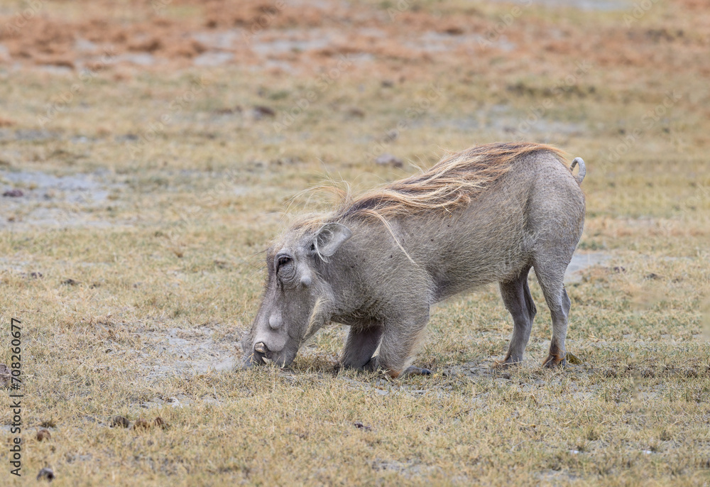 Warthogs eating with its front knees on the ground Warthogs eating with its front knees on the ground