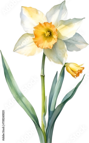Watercolor painting of Daffodil flower. 