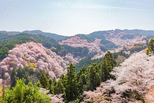 奈良県吉野山　満開の桜風景　

