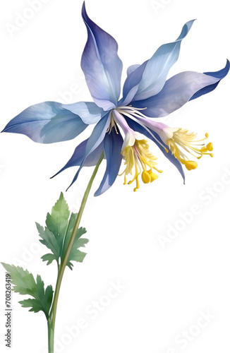 Watercolor painting of Columbine flower.